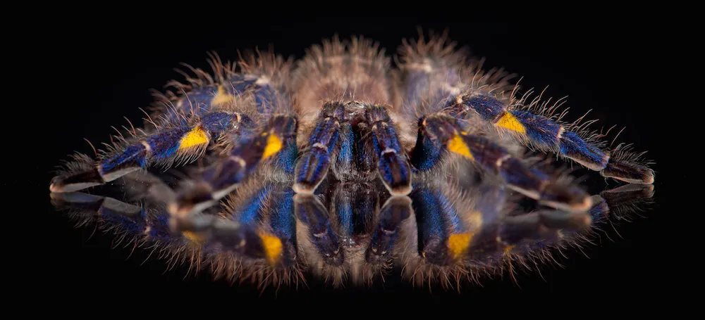 15958 dark blue tarantula conservation