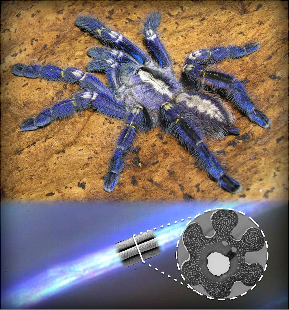 /img/15958-dark-blue-tarantula-feeding.webp