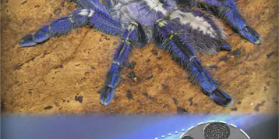 /img/15958-dark-blue-tarantula-feeding.webp