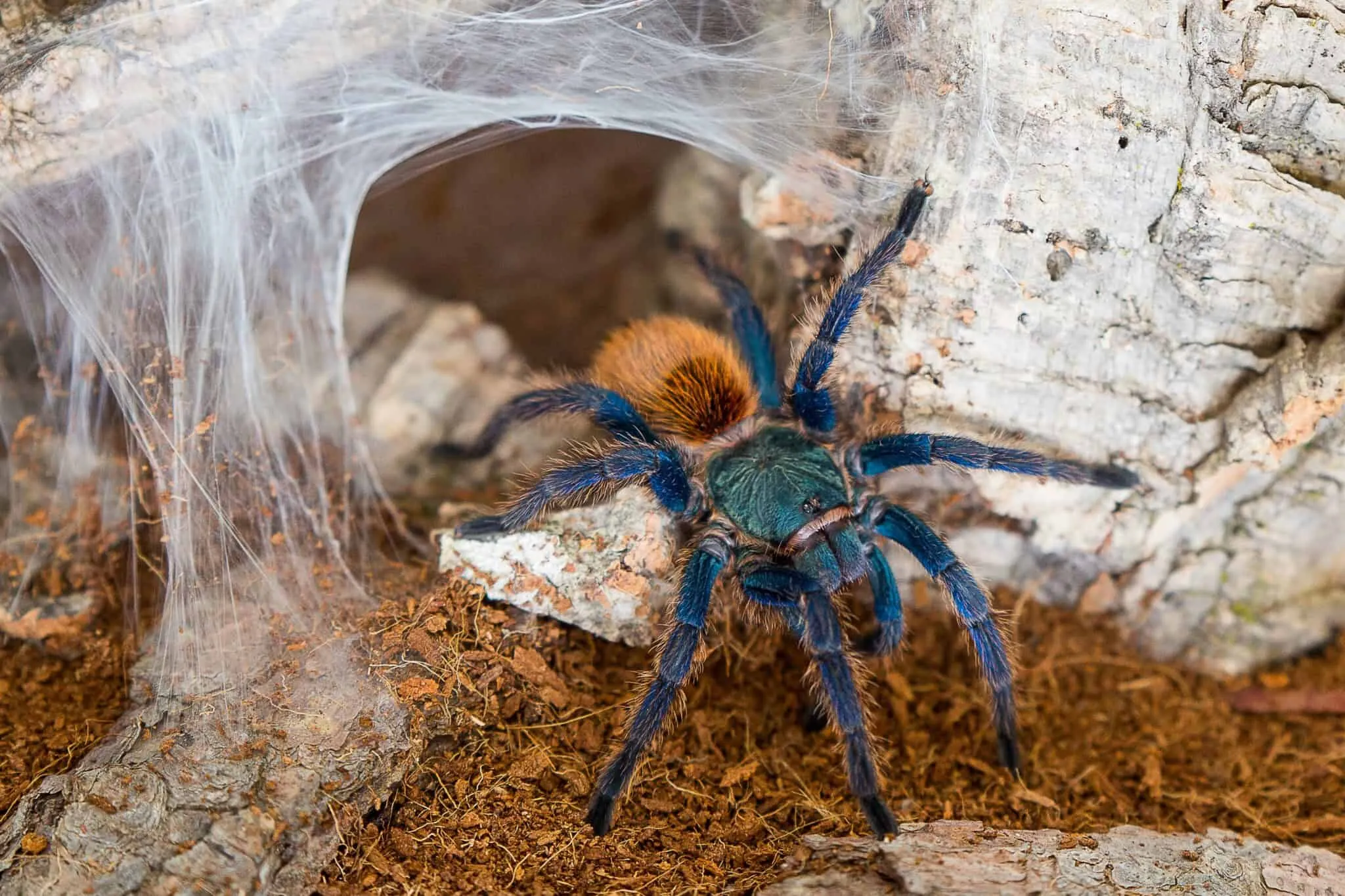 15958 dark blue tarantula molting