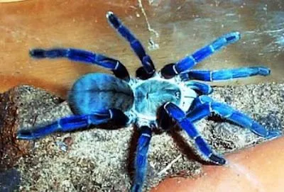 15958 dark blue tarantula overview