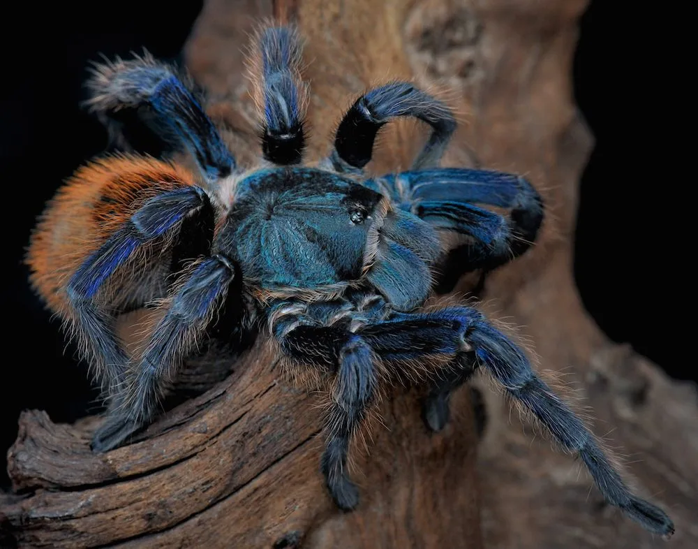 15958 dark blue tarantula urticating hairs