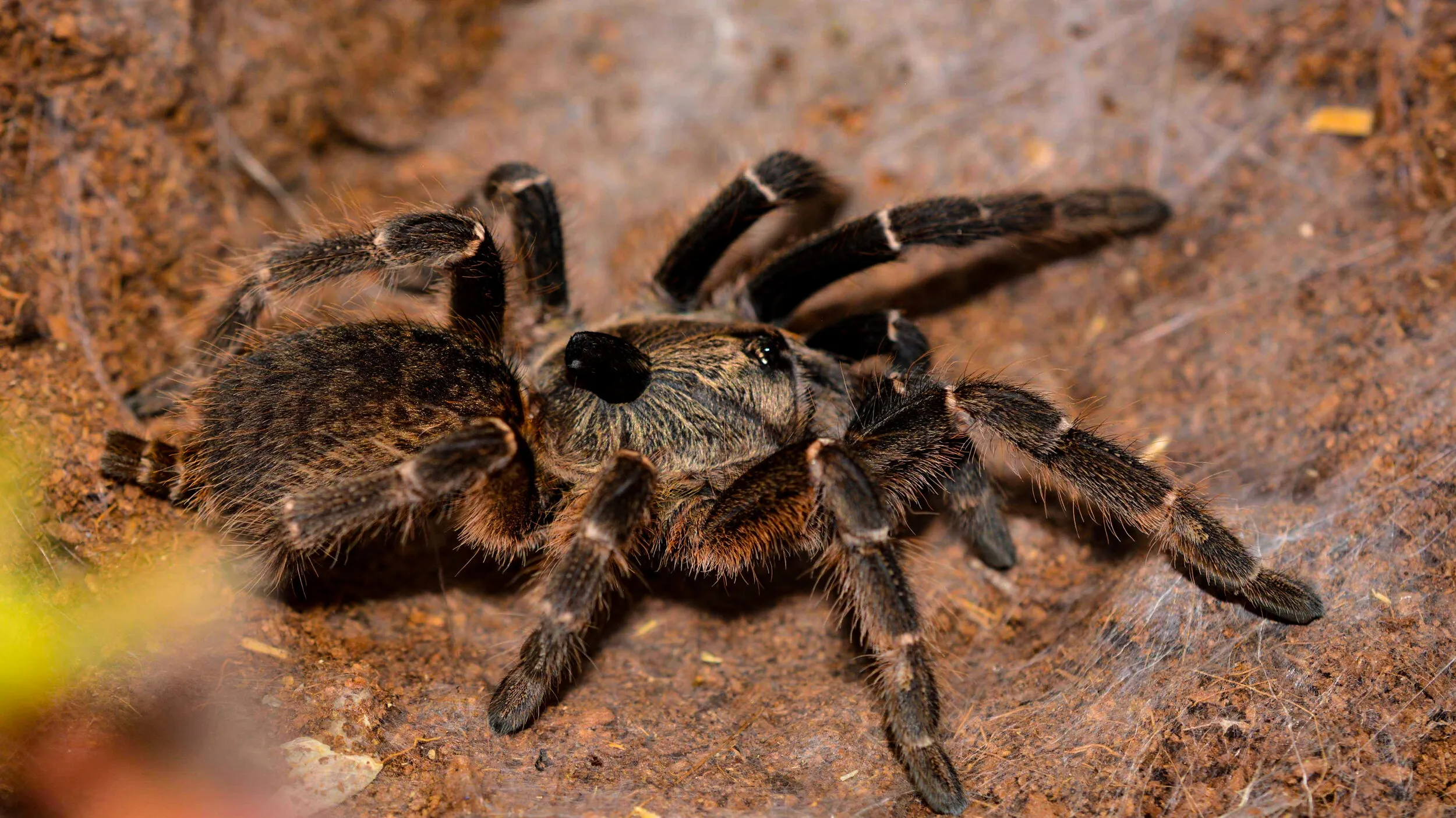 15961 beginner tarantula species