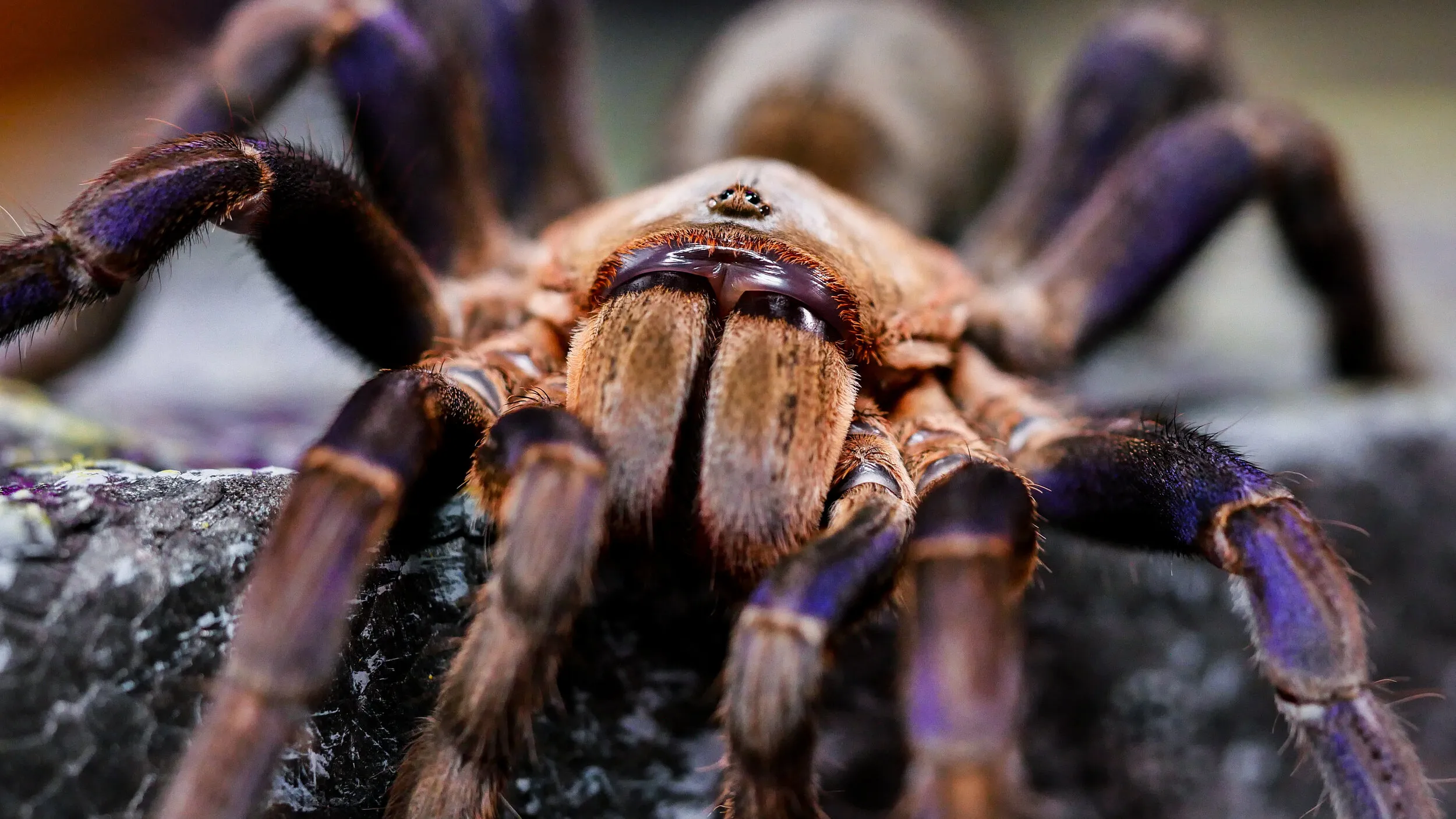 15961 tarantula handling