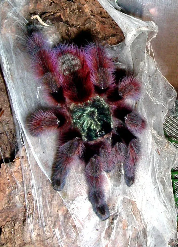15961 tarantula molting