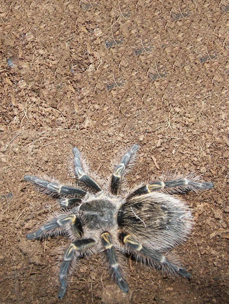 15963 chaco golden knee tarantula close up