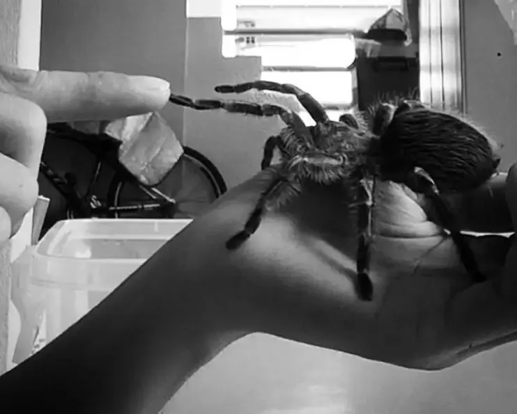 15963 tarantula feeding