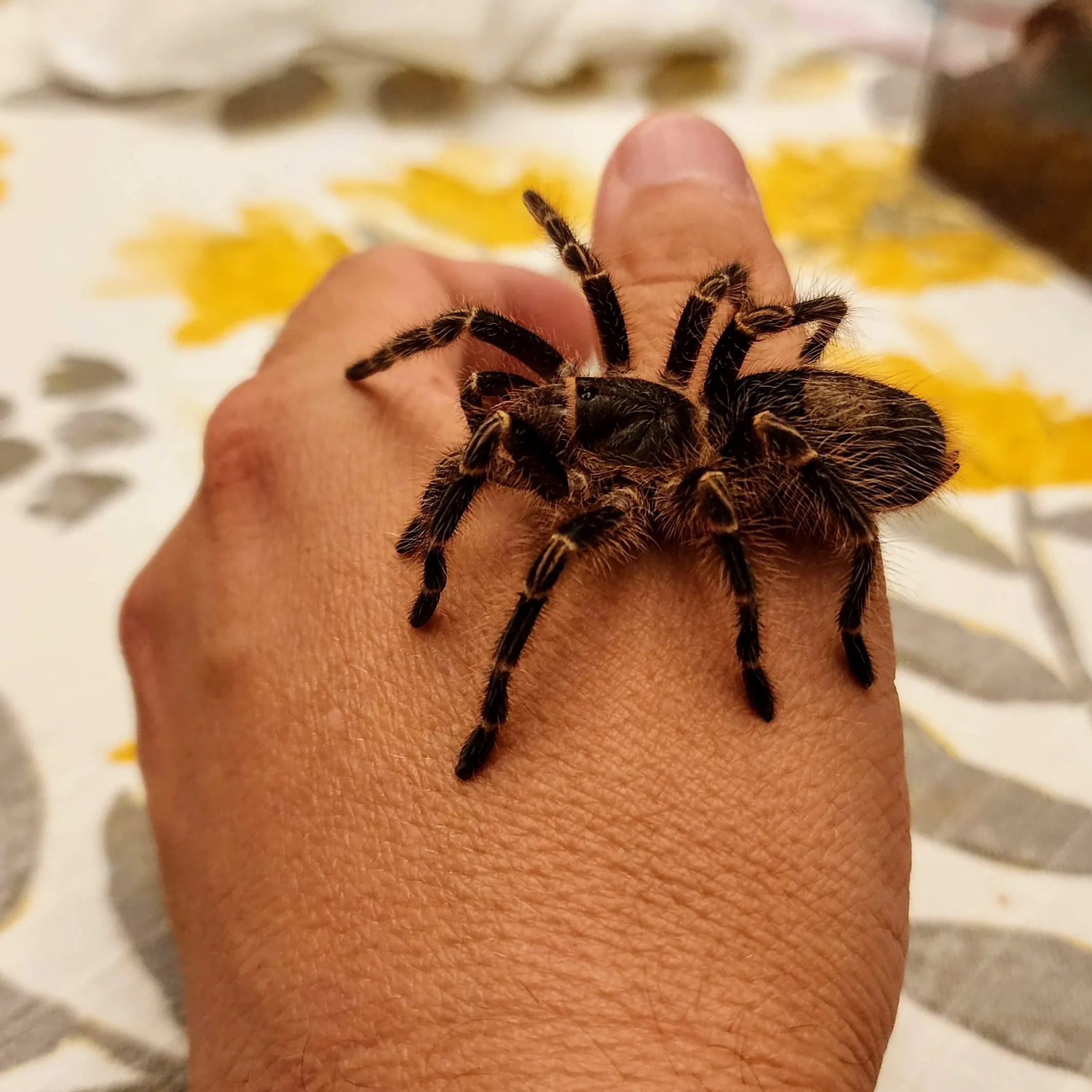 15963 tarantula handling
