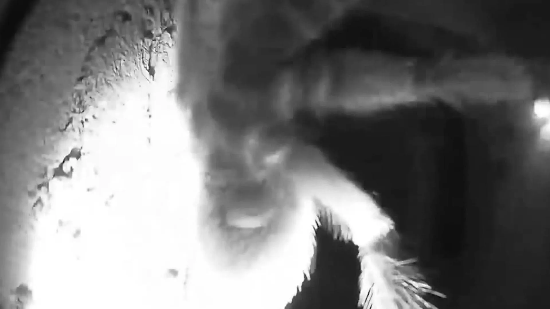 15964 tarantula x6 flying in action