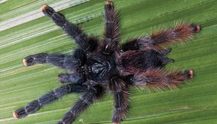 15965 pink toe tarantula decor