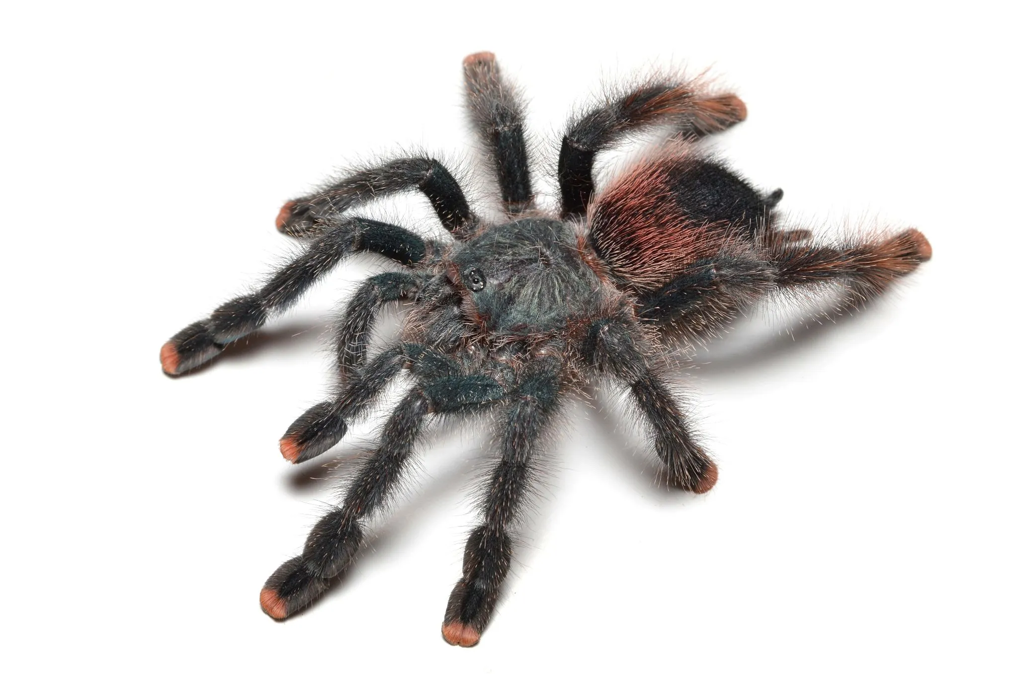 15965 pink toe tarantula handling