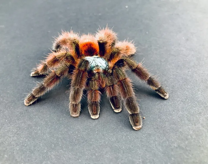 /img/15965-pink-toe-tarantula-molting.webp