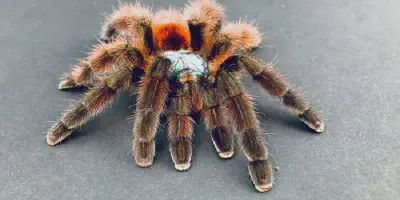 /img/15965-pink-toe-tarantula-molting.webp