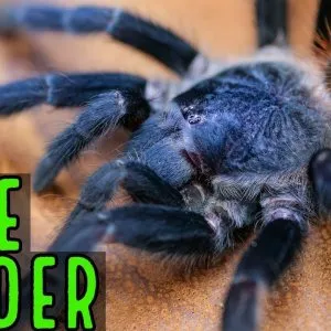 15966 brazilian blue tarantula 1