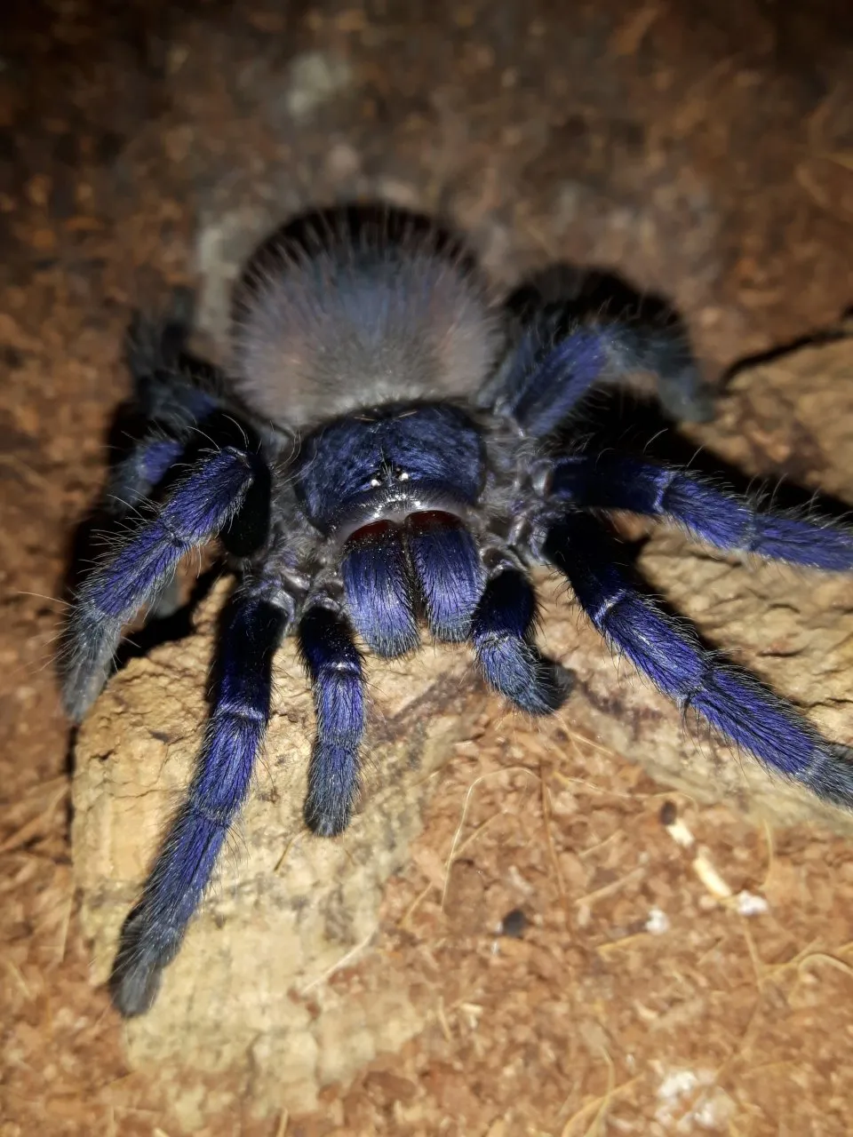 15966 brazilian blue tarantula 2