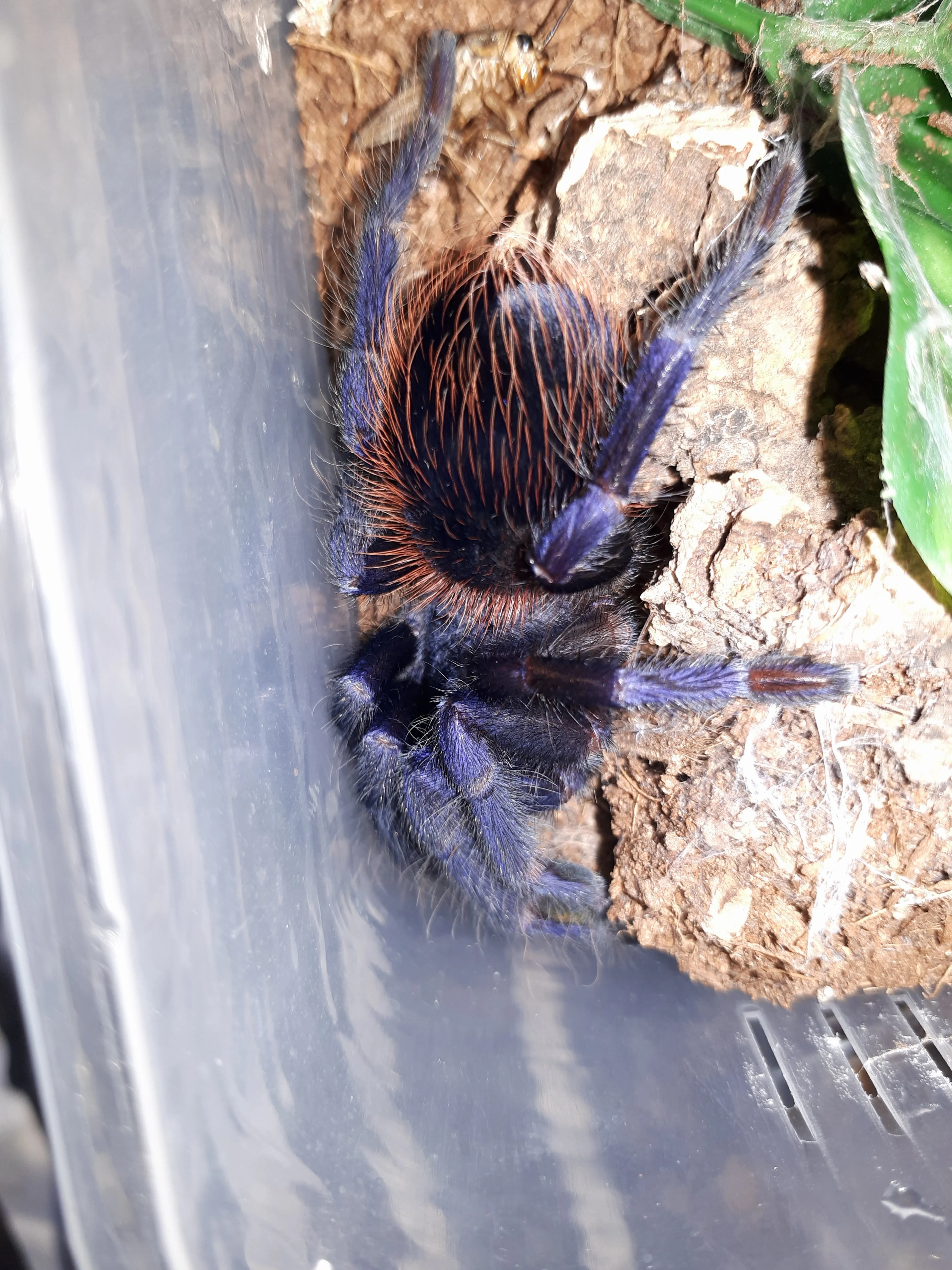 15966 brazilian blue tarantula 3