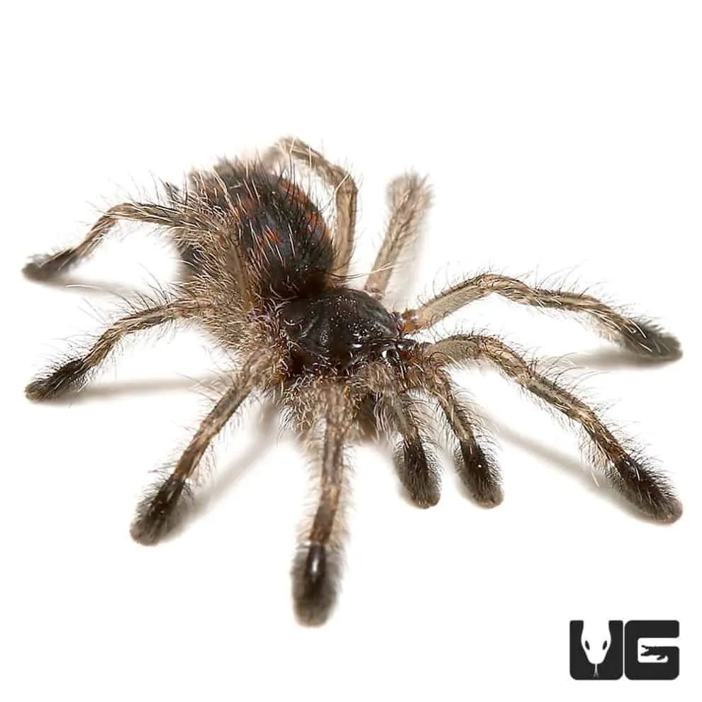 15966 brazilian blue tarantula 4