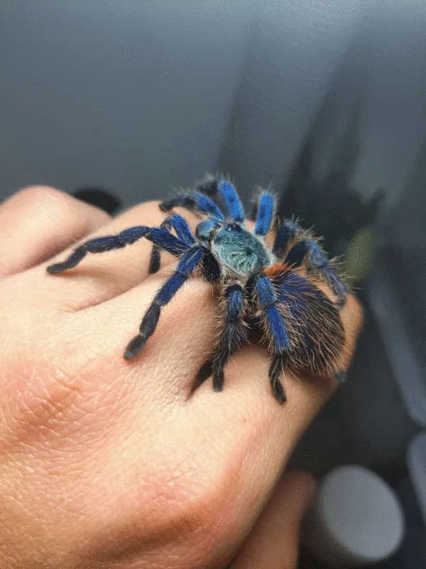 15966 brazilian blue tarantula 7