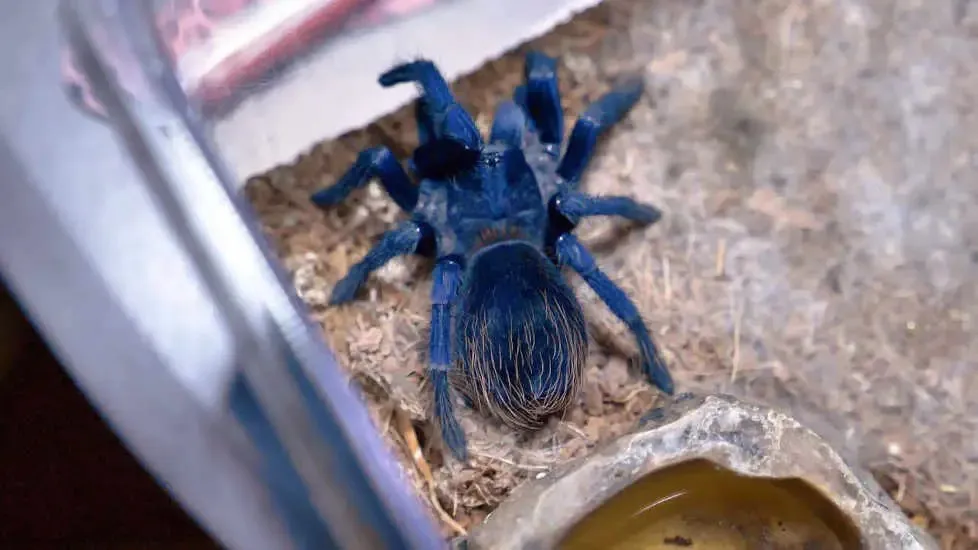 /img/15966-brazilian-blue-tarantula-8.webp