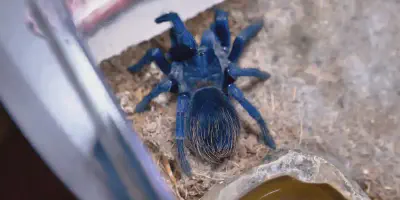 /img/15966-brazilian-blue-tarantula-8.webp