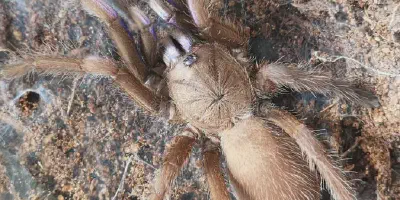 /img/15968-tarantula-spider-safety.webp