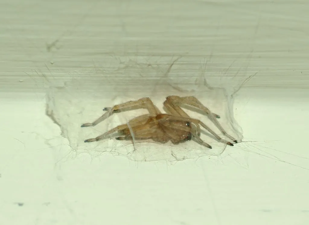 15968 tarantula spider venom