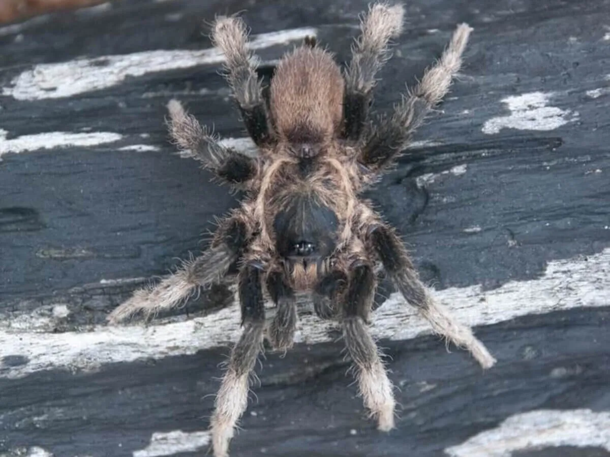 15969 florida tarantula overview