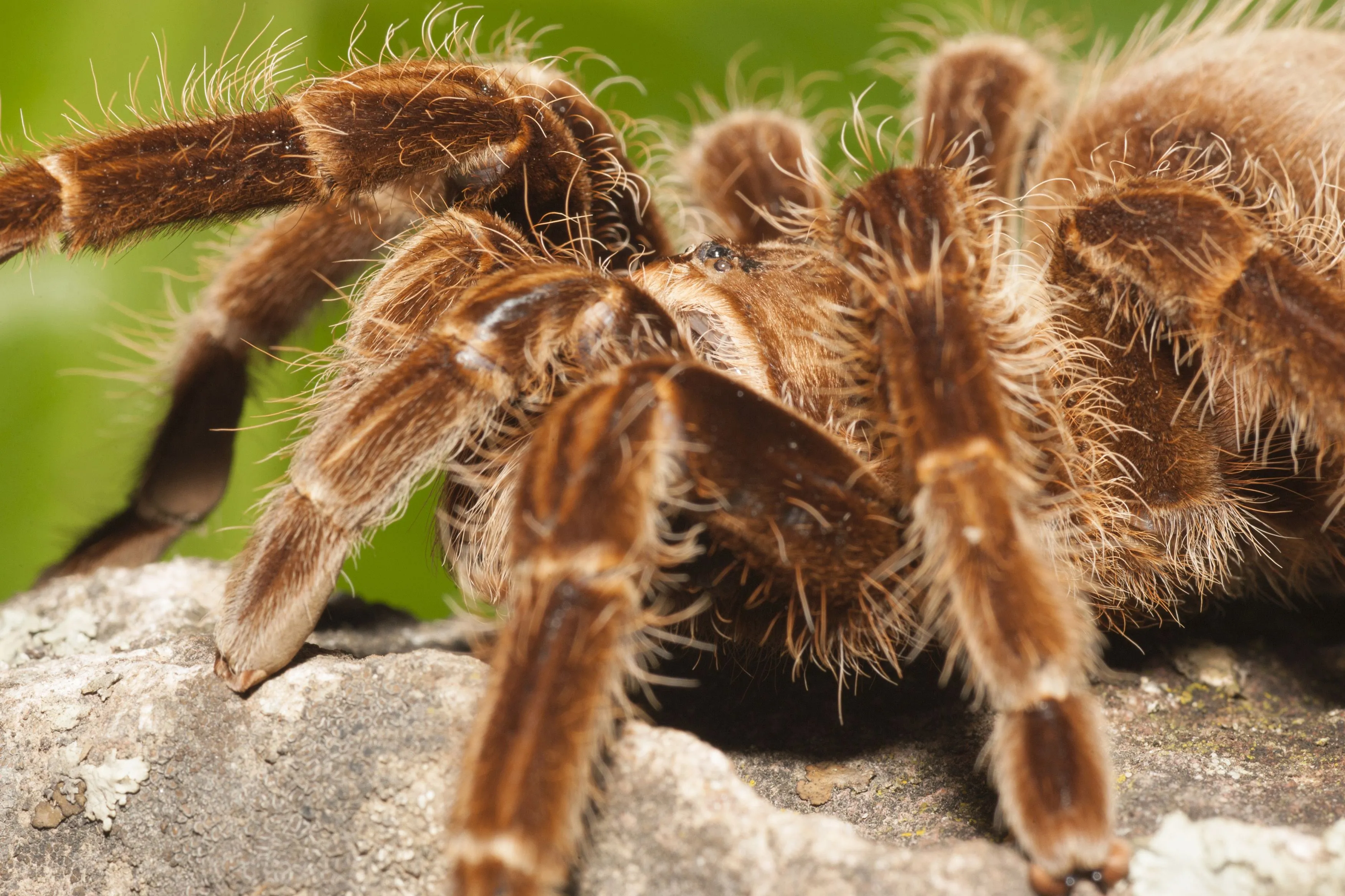 /img/15969-identifying-tarantula.webp