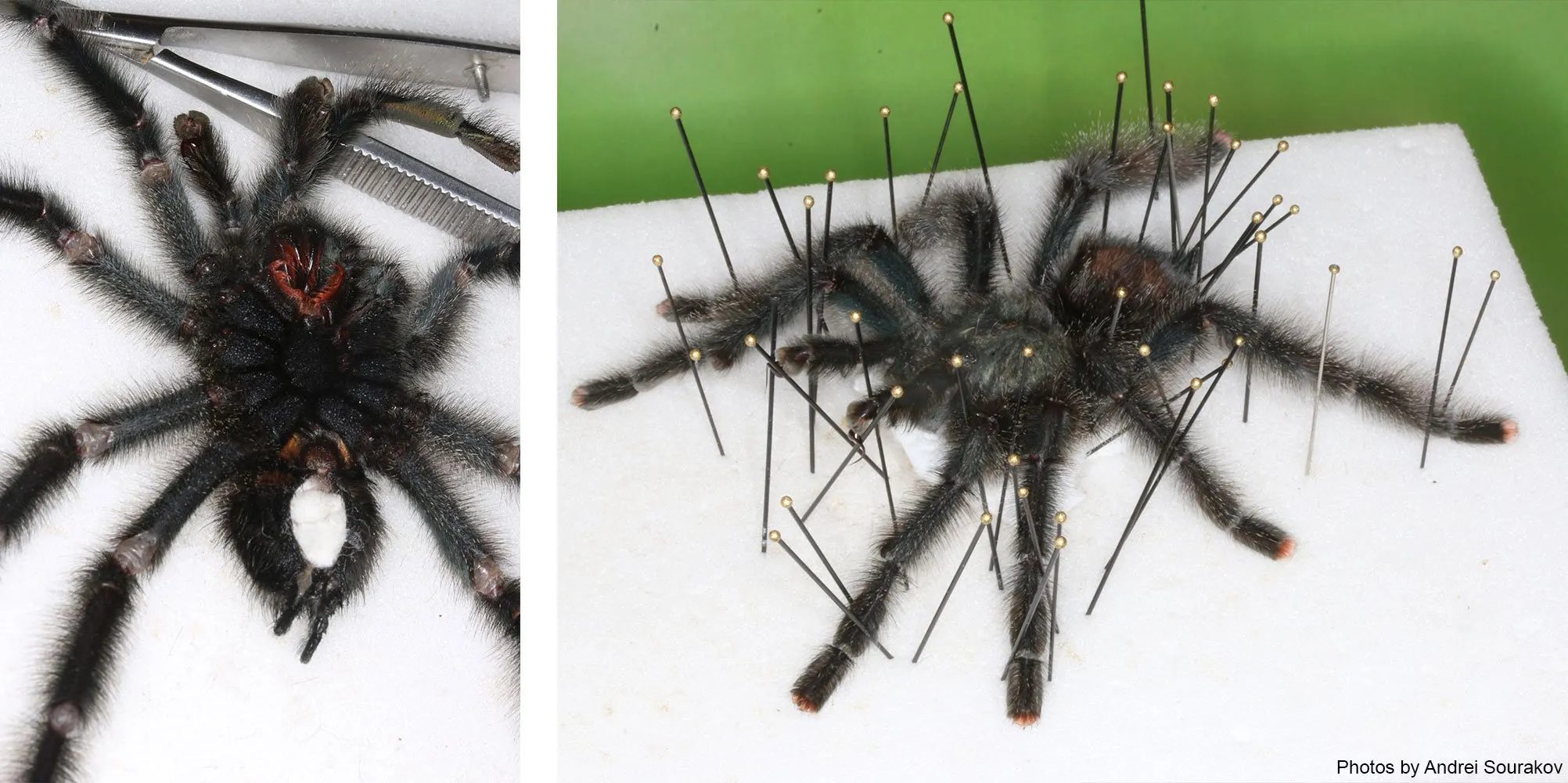15969 tarantula markings
