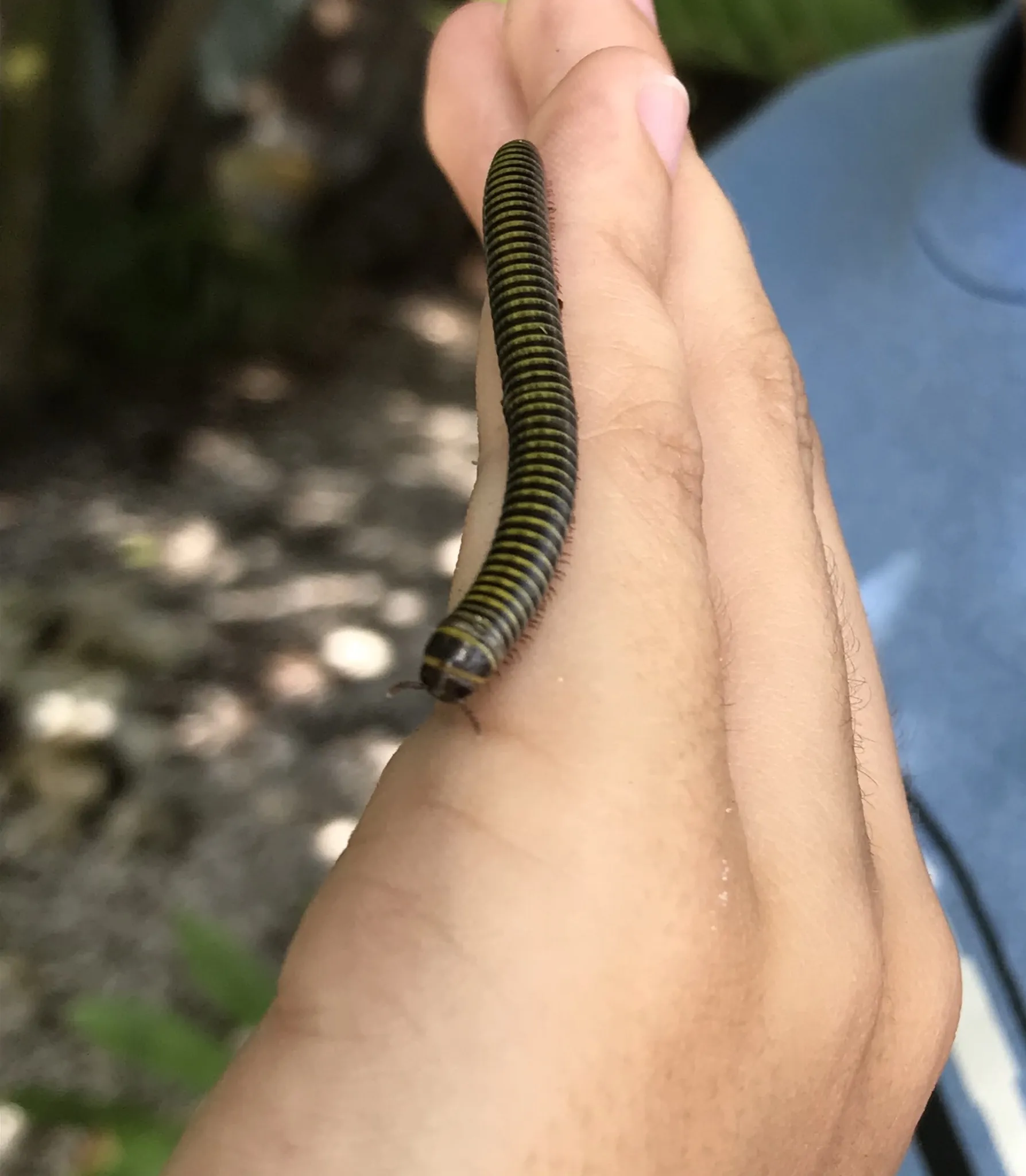 15969 tarantula size appearance