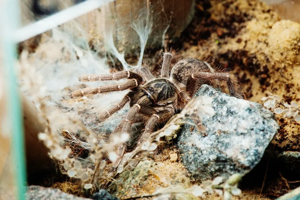 15971 rangoon mustard tarantula appearance