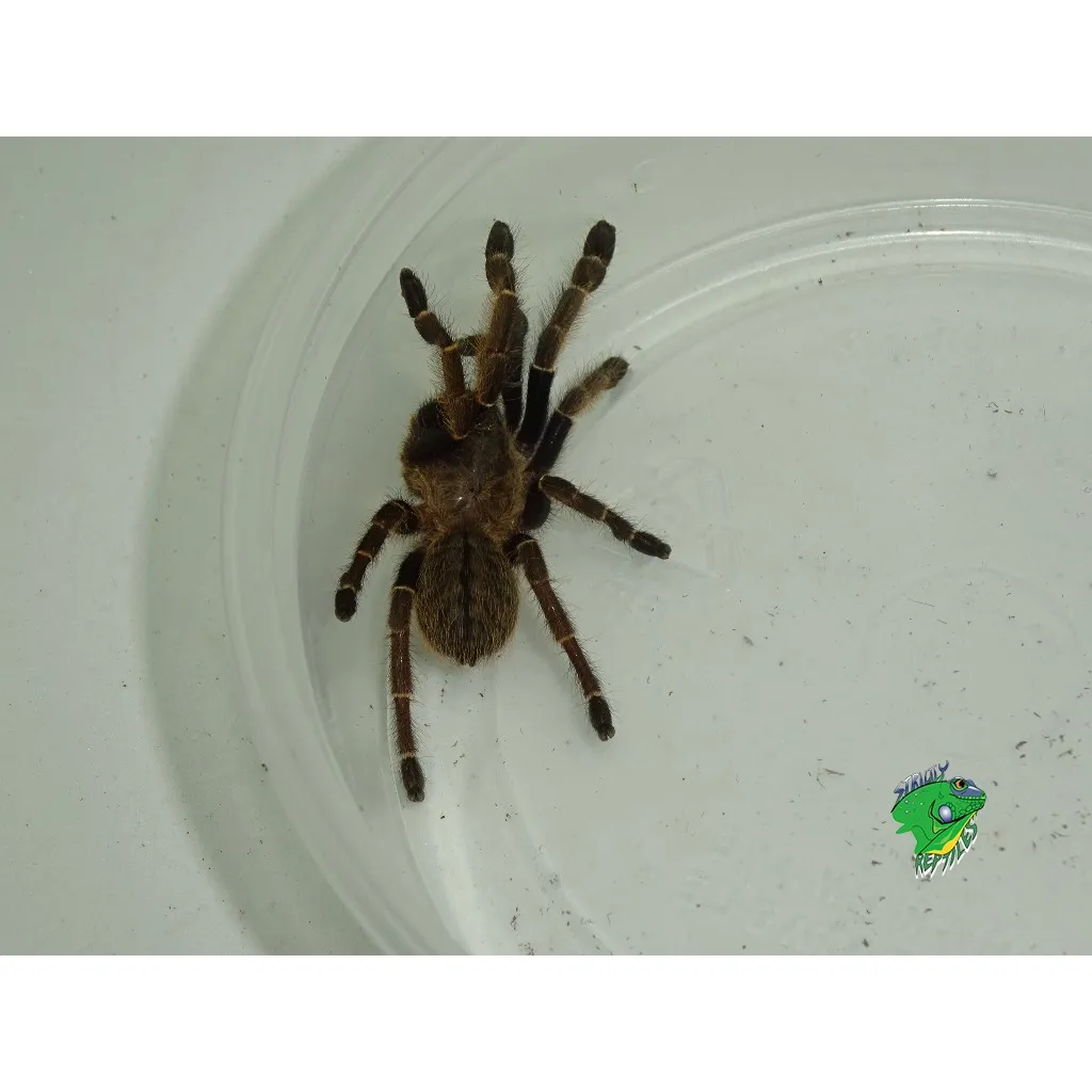15971 rangoon mustard tarantula behavior