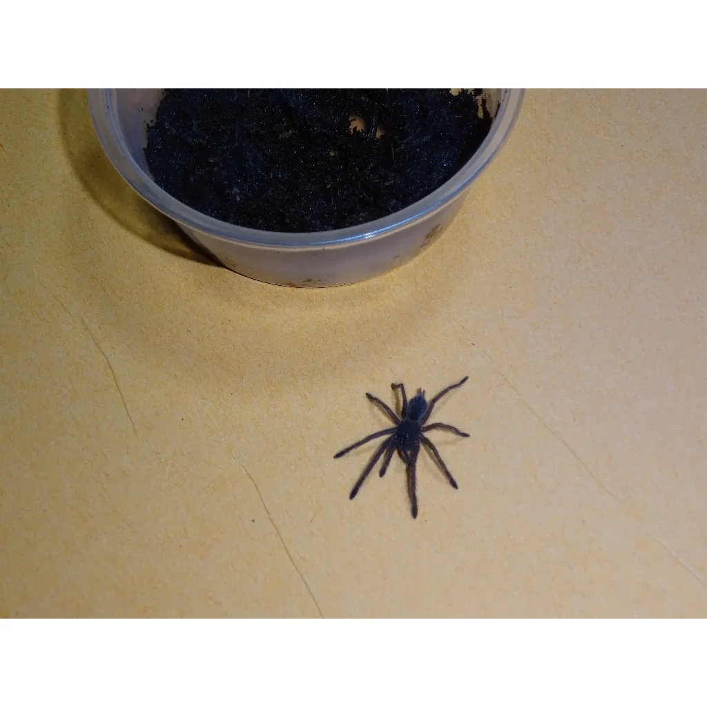 15971 rangoon mustard tarantula breeding
