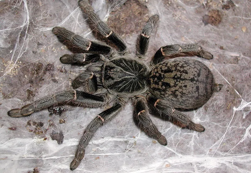 /img/15971-rangoon-mustard-tarantula-captive.webp