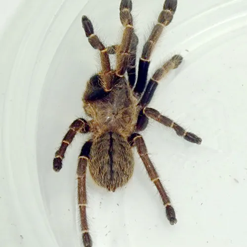 15971 rangoon mustard tarantula feeding