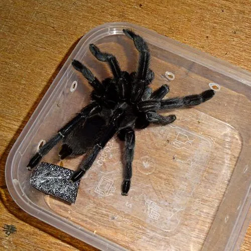 15971 rangoon mustard tarantula lifespan
