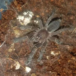 15971 rangoon mustard tarantula main