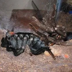 15973 baby tarantula molting position