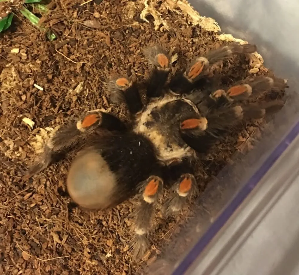 15973 baby tarantula rehydrating