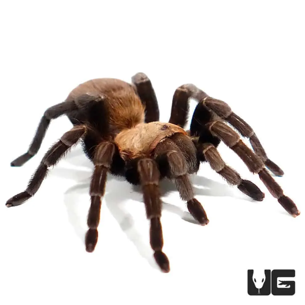 15975 tarantula conservation