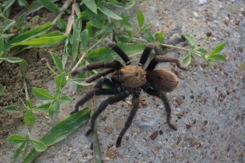 15975 tarantula eating insect