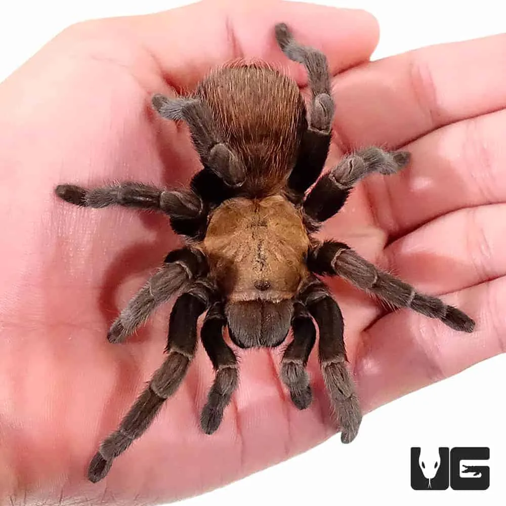 15975 texas tarantula bite