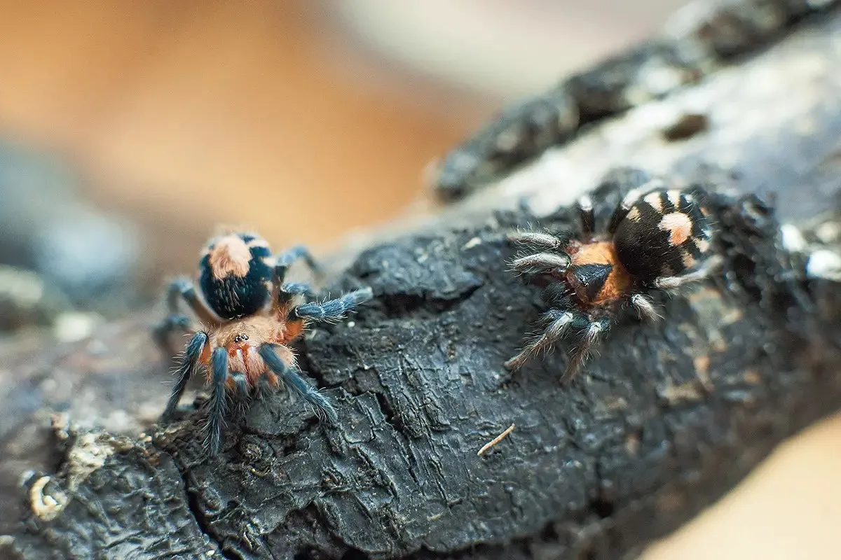 15976 bolivian tarantula defense