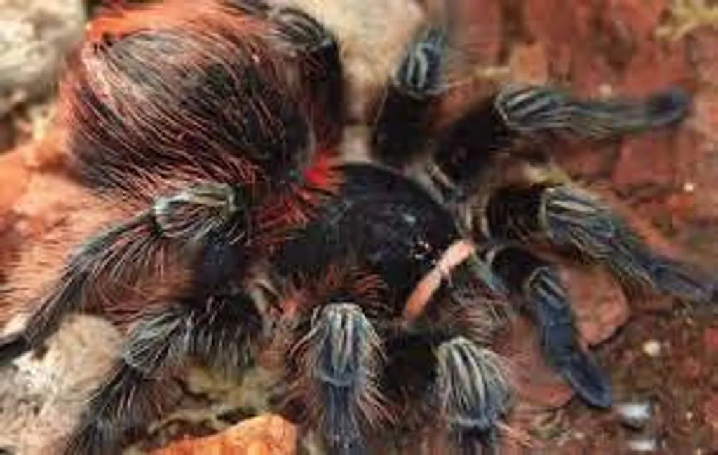 /img/15976-bolivian-tarantula-enclosure.webp