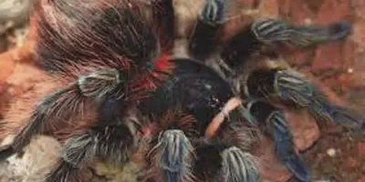 /img/15976-bolivian-tarantula-enclosure.webp