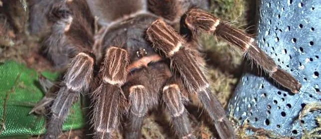 15976 bolivian tarantula mating