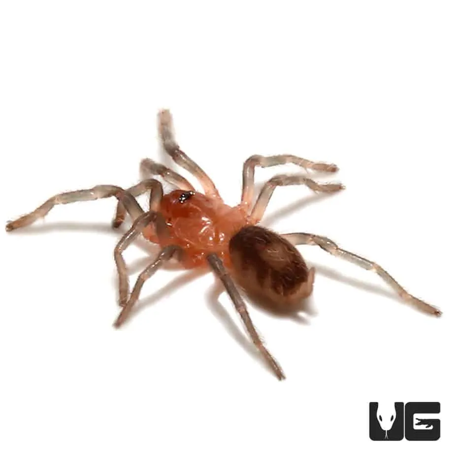 15976 bolivian tarantula size