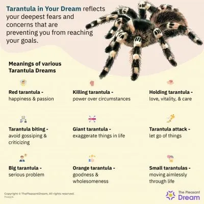 15978 baby tarantula dream