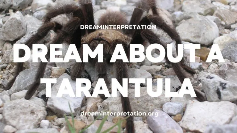 15978 dream setting tarantula