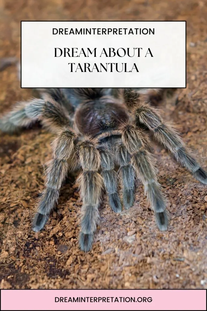 15978 recurring dreams tarantula